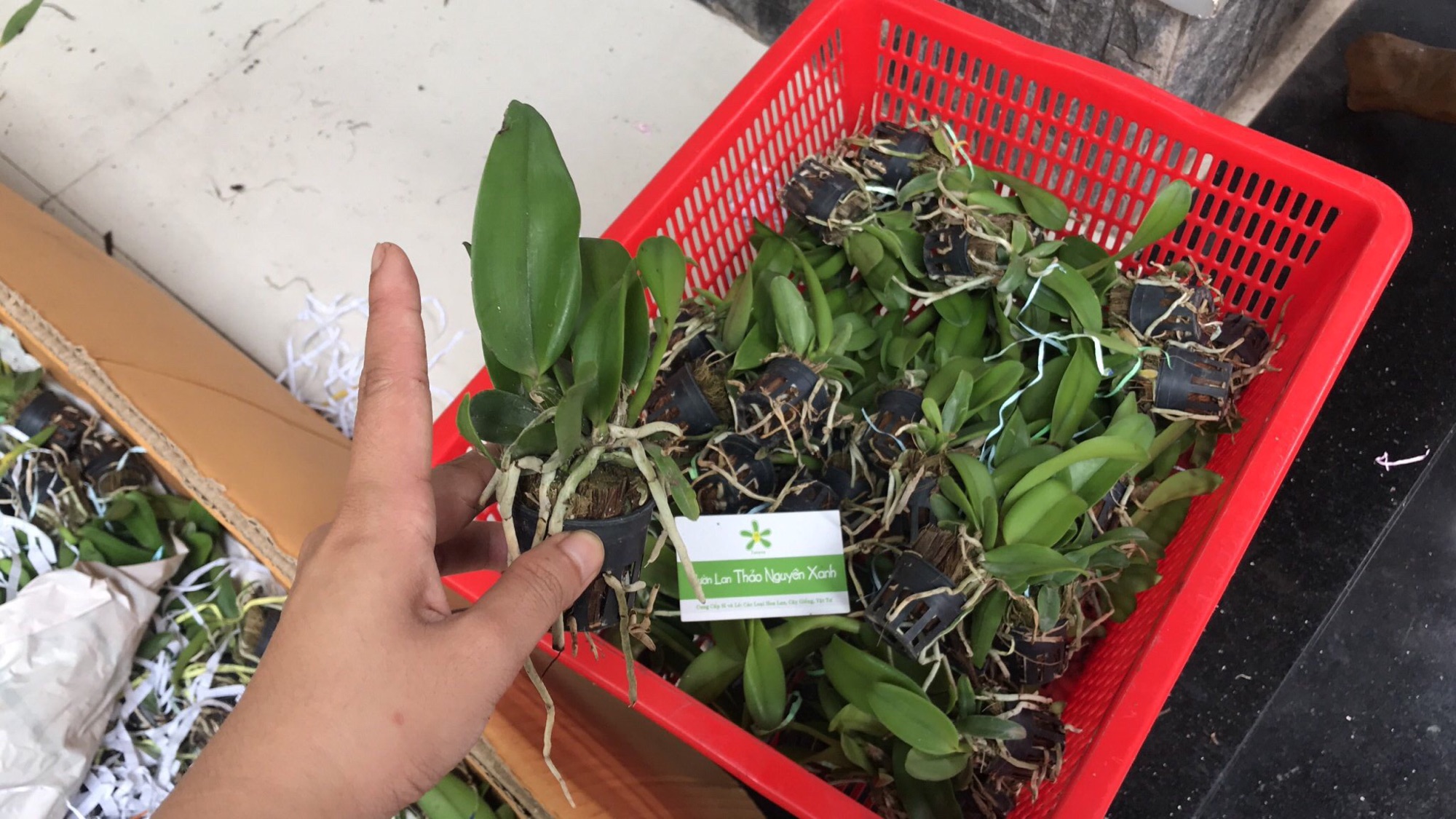 [HCM]Hoa Lan Catlaya Loại Hoa Chùm
