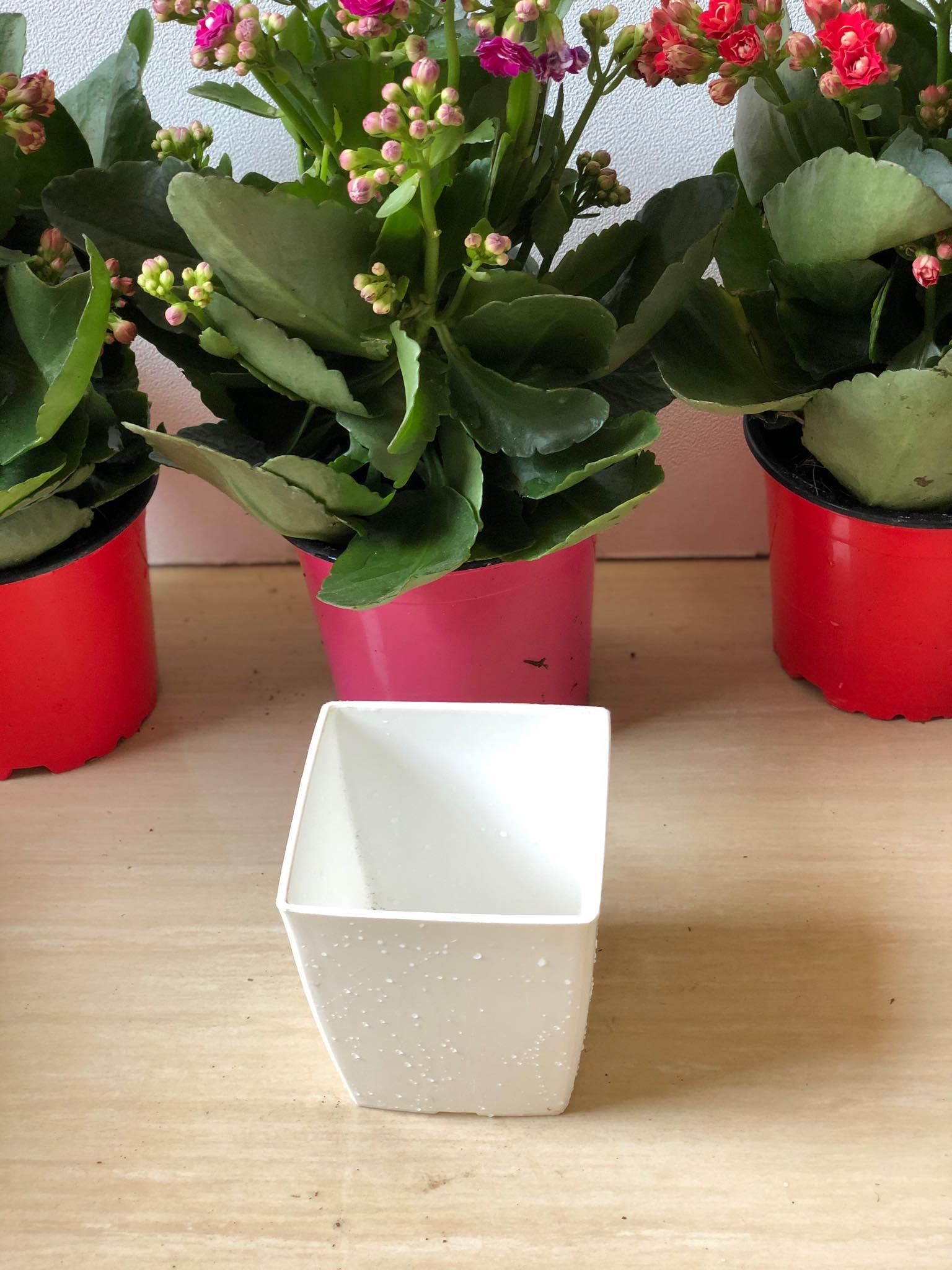Chậu nhựa trông cây vuông