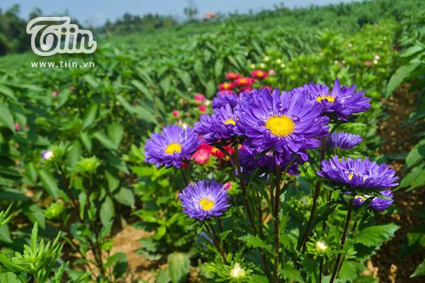 [HCM]Hạt giống hoa cúc Đà Lạt nhiều màu