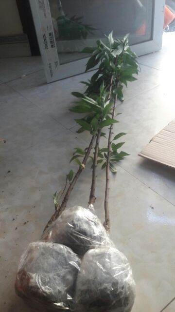 CÂY GIỐNG HOA ĐÀO BÍCH