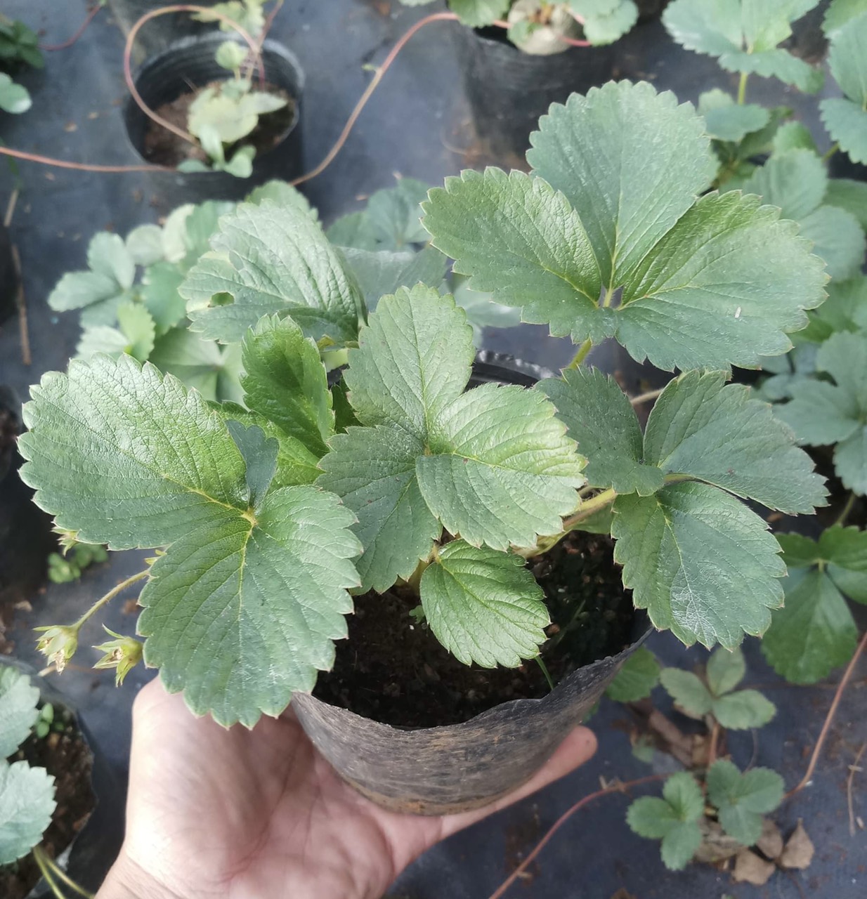 Chậu dâu tây Đà Lạt
