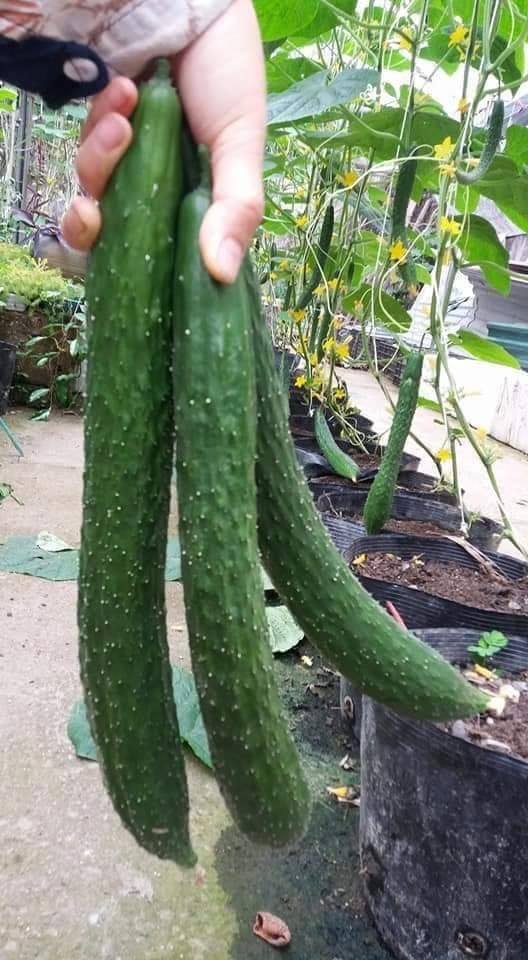 Gói Hạt Giống Dưa Chuột Nhật
