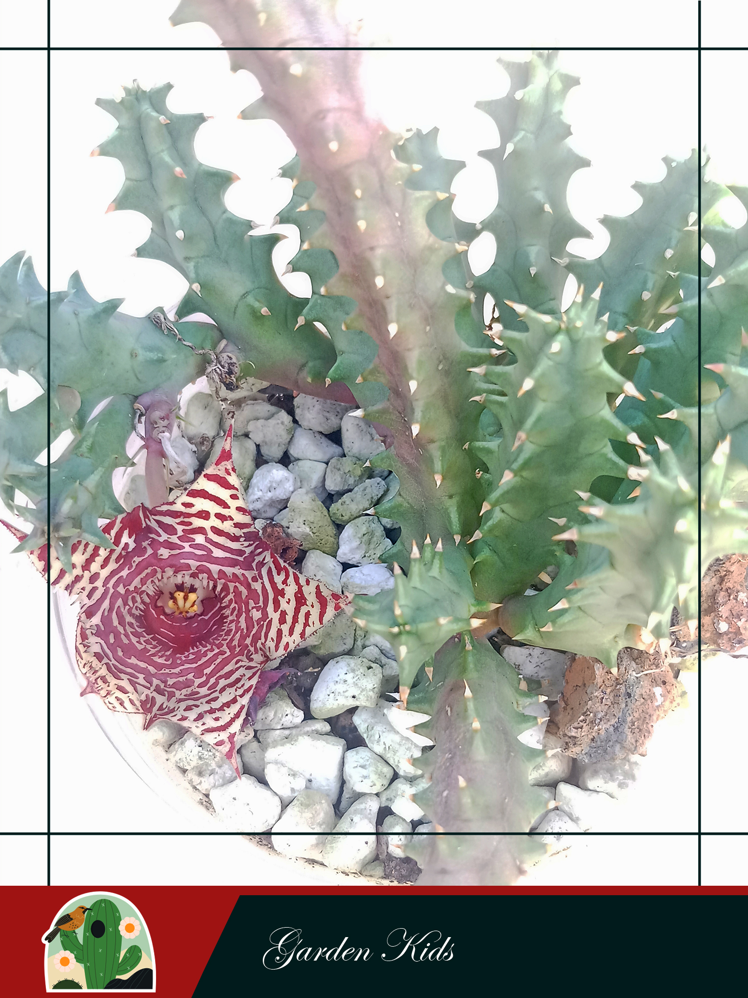 Xương rồng sao biển hoa chấm bi đỏ (Huernia Korat Tiger)