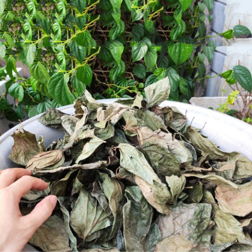 [Hàng mới về] Lá trầu không sấy khô 500g - Thảo Dược Tấn Phát