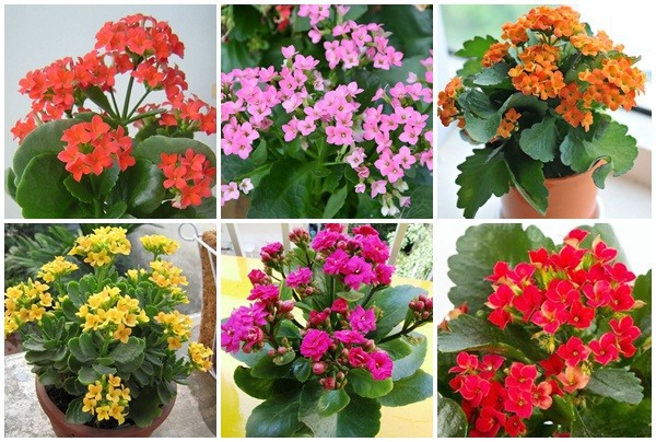 CHẬU HOA SỐNG ĐỜI CÁNH KÉP ĐỦ MÀU