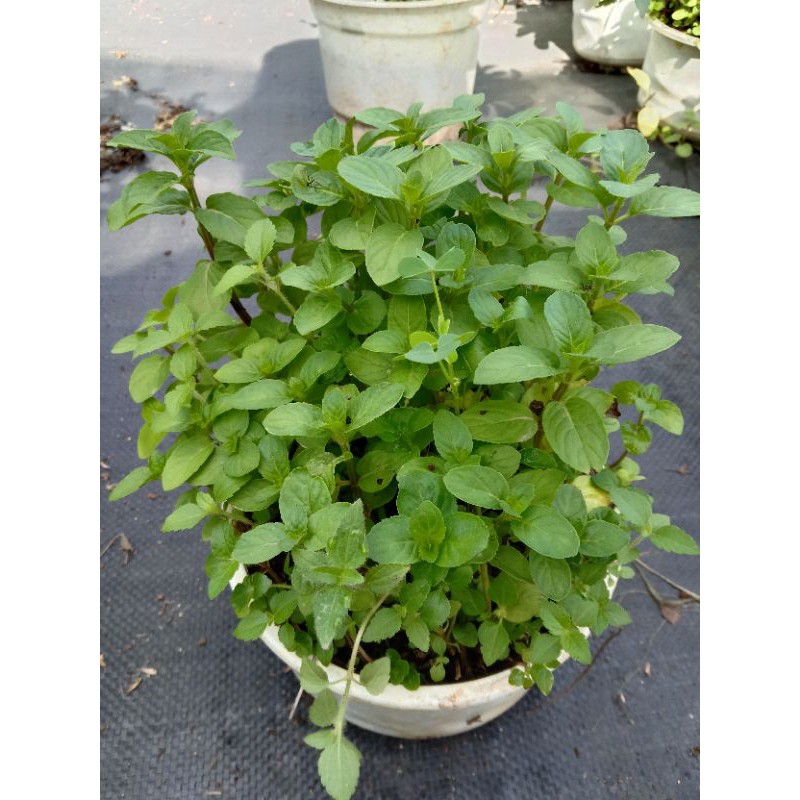 Cây Bạc Hà Peppermint - Bạc Hà Cay Chậu Lớn