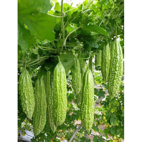 Hạt giống Khổ Qua F1 TN 366