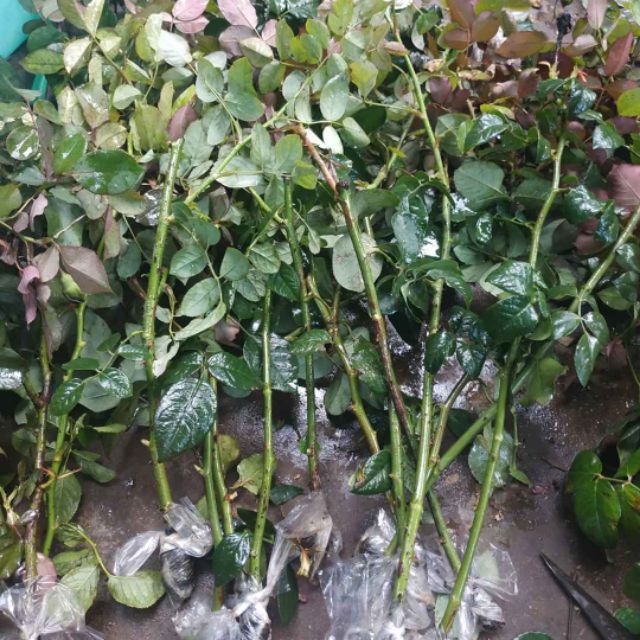Cành chiết bụi hồng cổ sapa