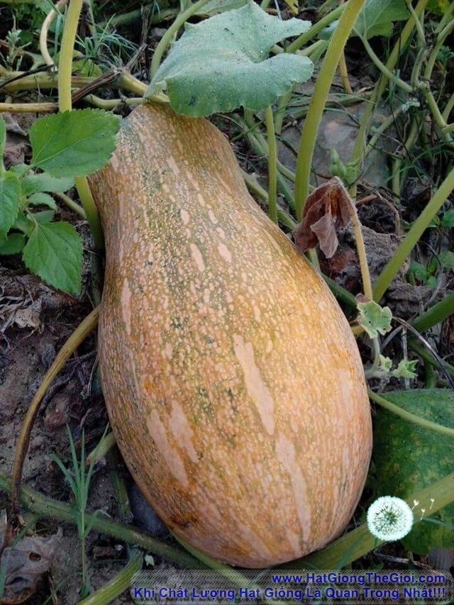 Hạt giống Bí Mật ( bí đỏ )  F1  - Gói 10 hạt