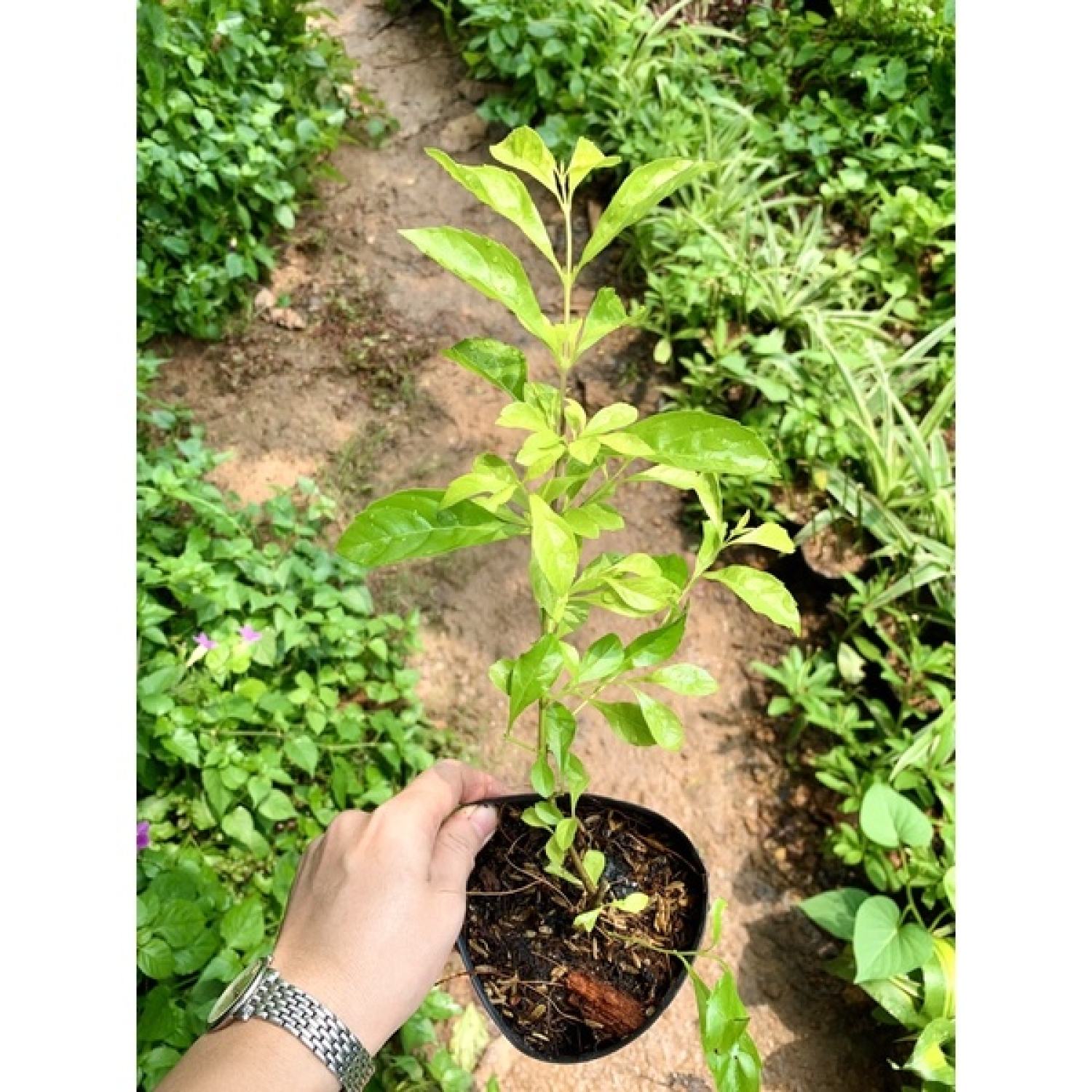 Cây giống chuỗi ngọc hoa tím