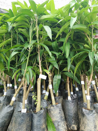 Cây XOÀI TÍM MIỀN NAM