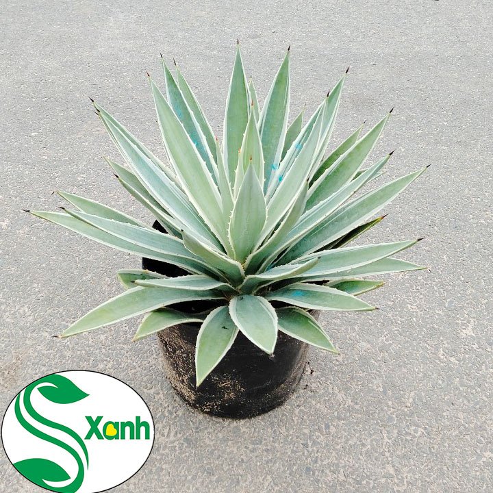 Cây dứa agao tiểu cảnh, sân vườn