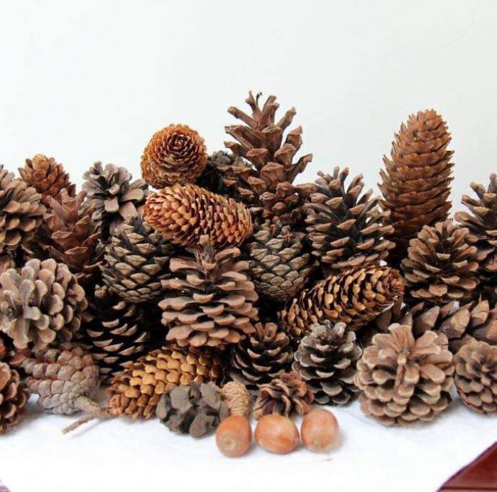 Quả thông khô - Đồ trang trí , decor...