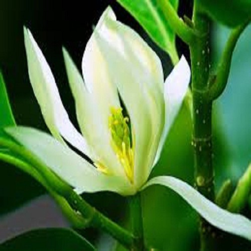 CÂY HOA NGỌC LAN TRẮNG