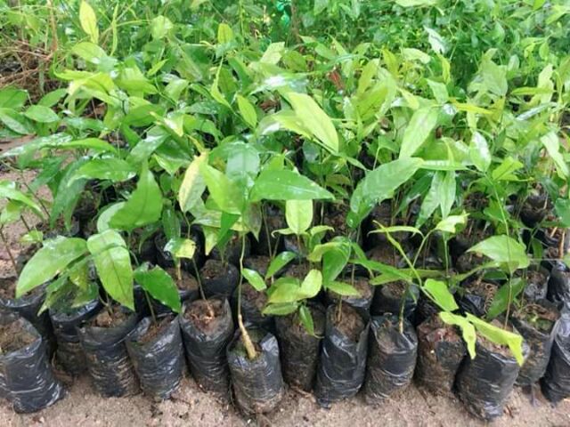 Cây giống rau sắng rừng