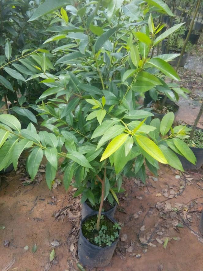 combo 2 Cây Vối - chiều cao 80-90cm