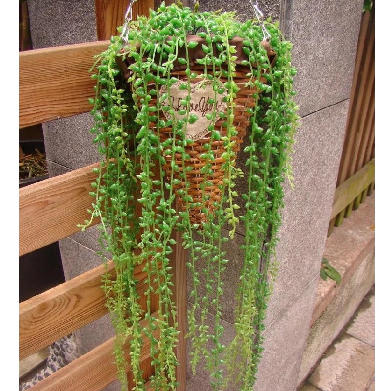 CHÙM MÂY RỪNG CÂY TRANG TRÍ NHÀ ĐẸP LIZ74