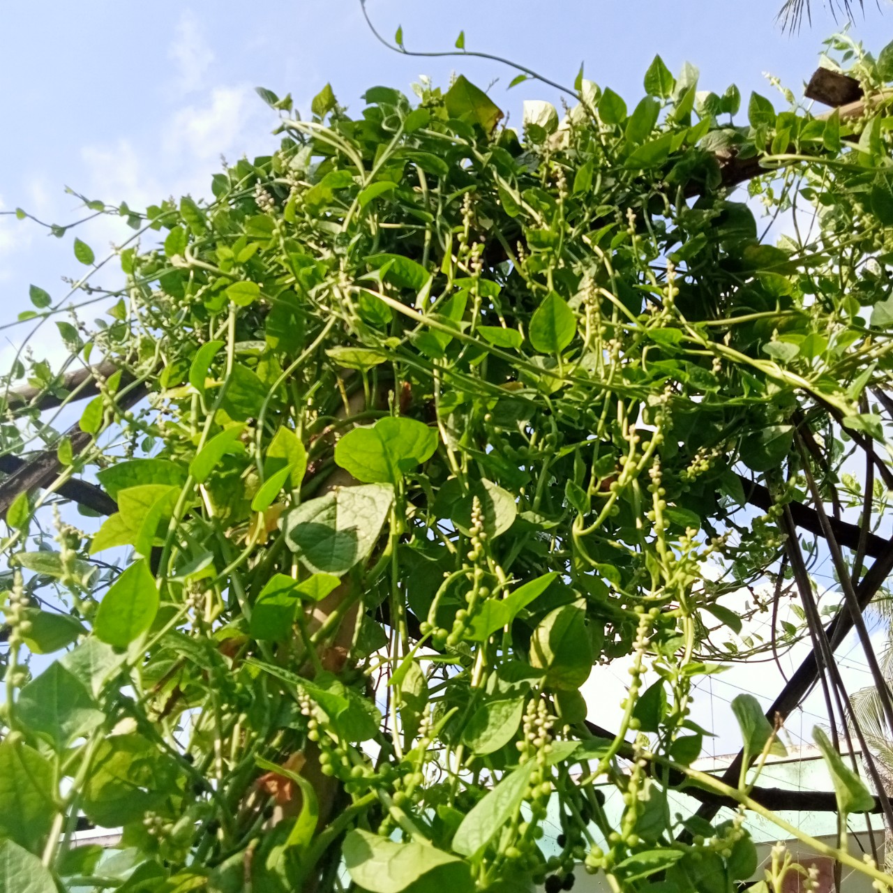 20 Hạt Giống Rau Mồng Tơi Lá Nhỏ