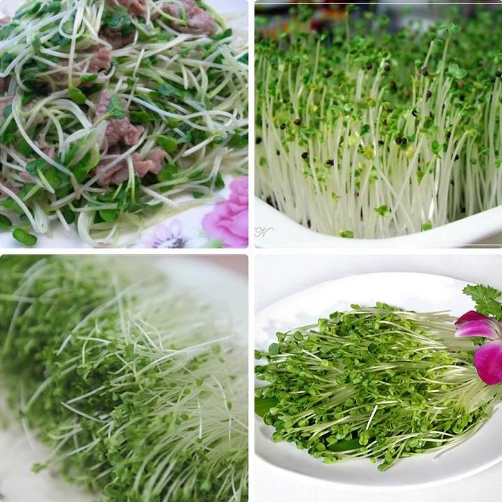Hạt giống rau mầm củ cải 50gr (trắng/ đỏ)