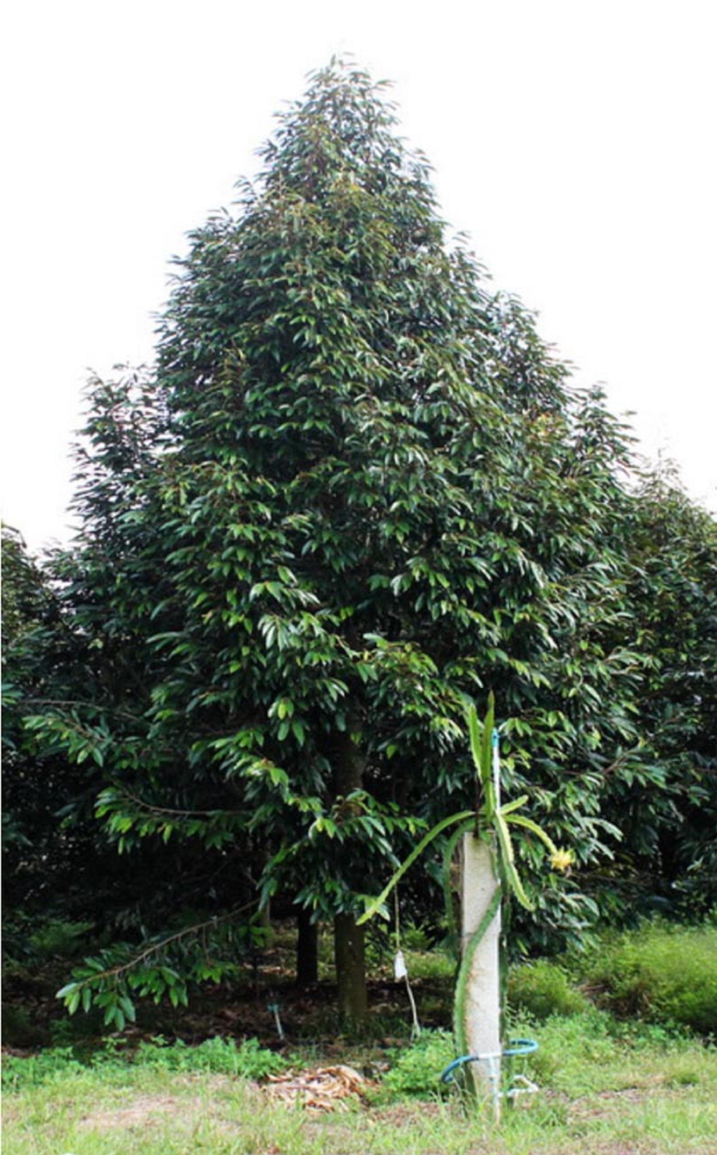 Phục hồi cây sau thu hoạch - SPERMAN 5L