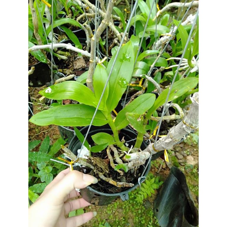 hoa phong lan trầm tím rừng chậu phi 12