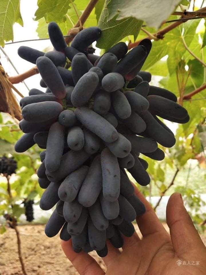 NHO NGÓN TAY MỸ KHÔNG HẠT-CÂY GIỐNG