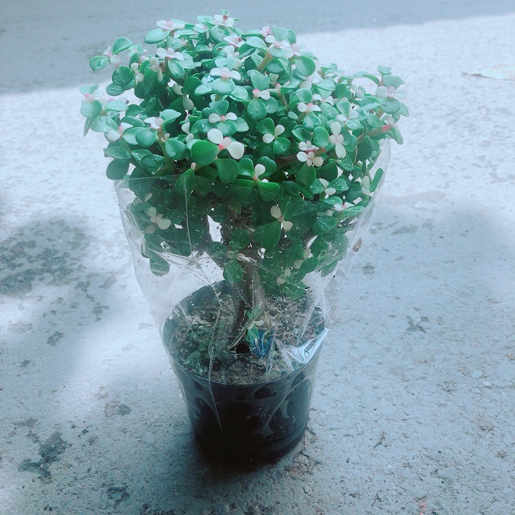 Cây Sen Đá Thân Gỗ