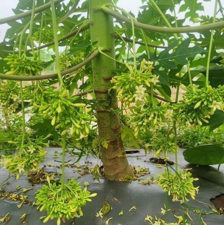 Hạt giống cây đu đủ đực dể trồng -gói 10 hạt