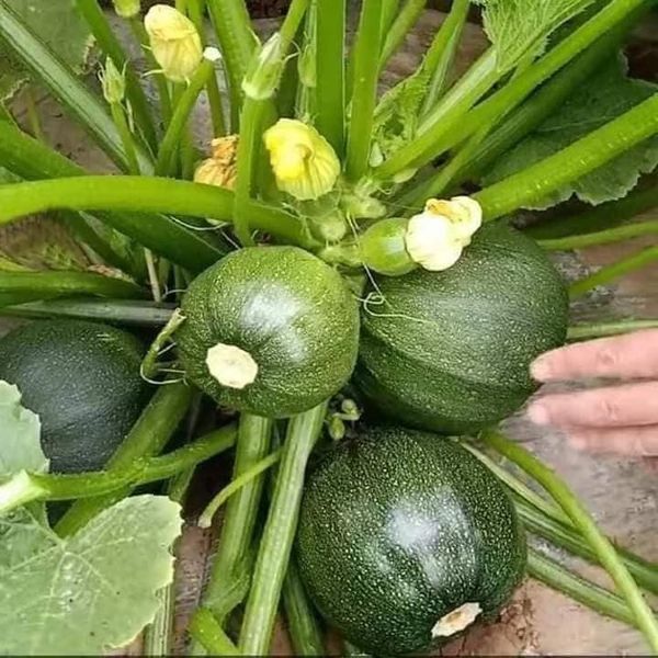 Hạt giống bí ngòi tròn gói 10 hạt