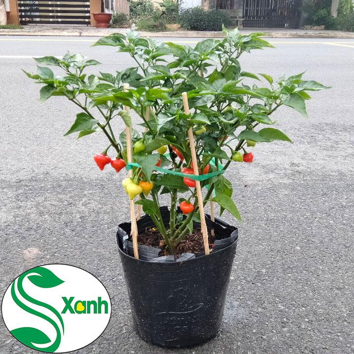 Cây ớt Trái Tim - Trái Đẹp - Ăn Ngon