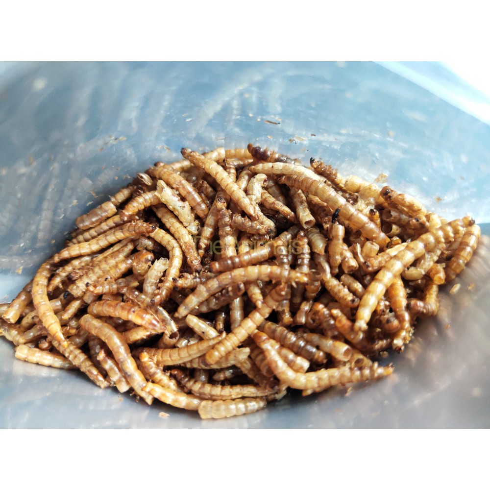 Sâu Super Worm sấy thơm cho hamster, chim, cá, nhím,... (100gram)