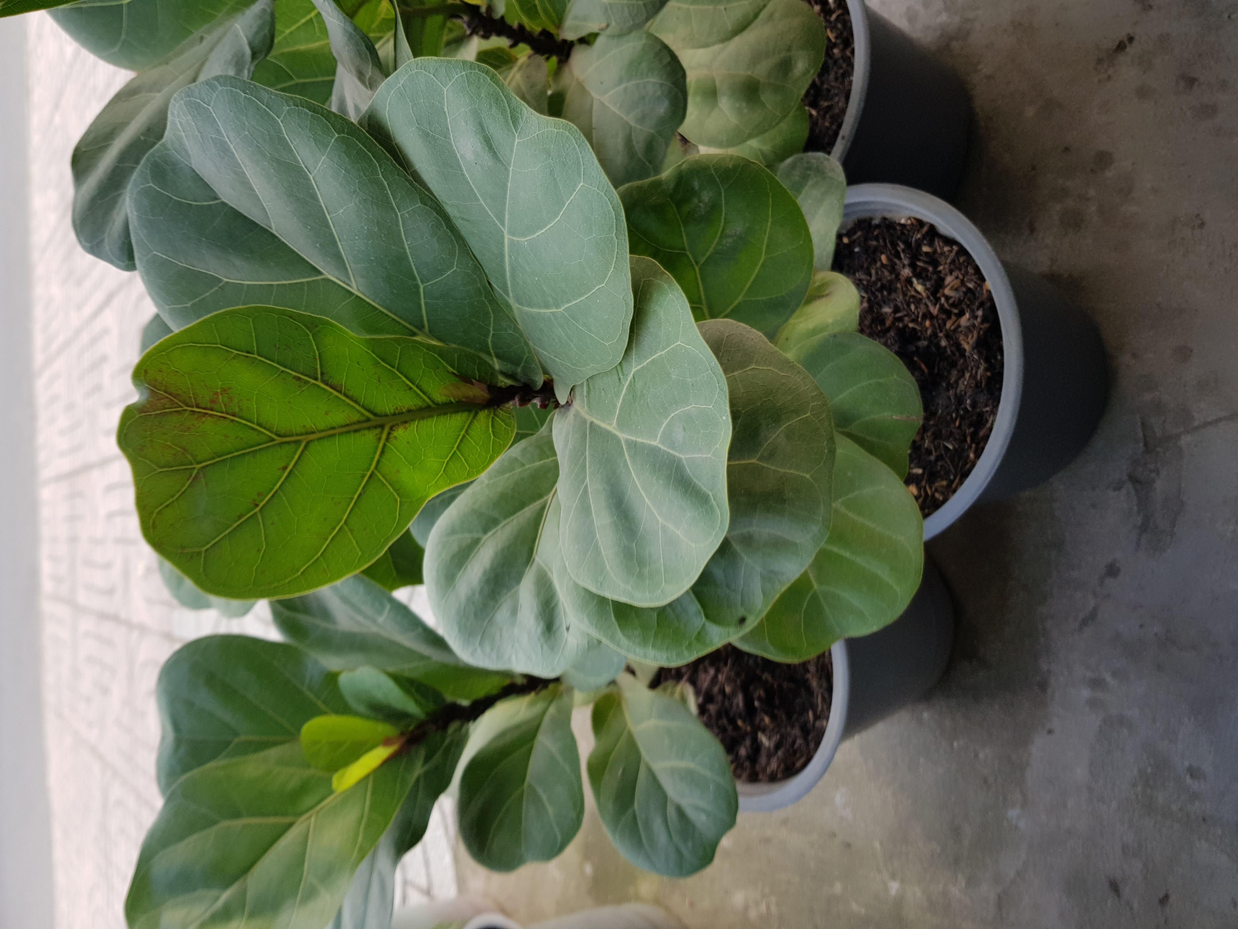 Cây Bàng Singapore - Chậu Cây Cảnh