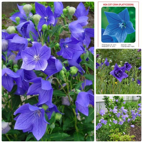 Hạt giống cát cánh ( CÂY DƯỢC LIỆU ) 50 hạt/gói