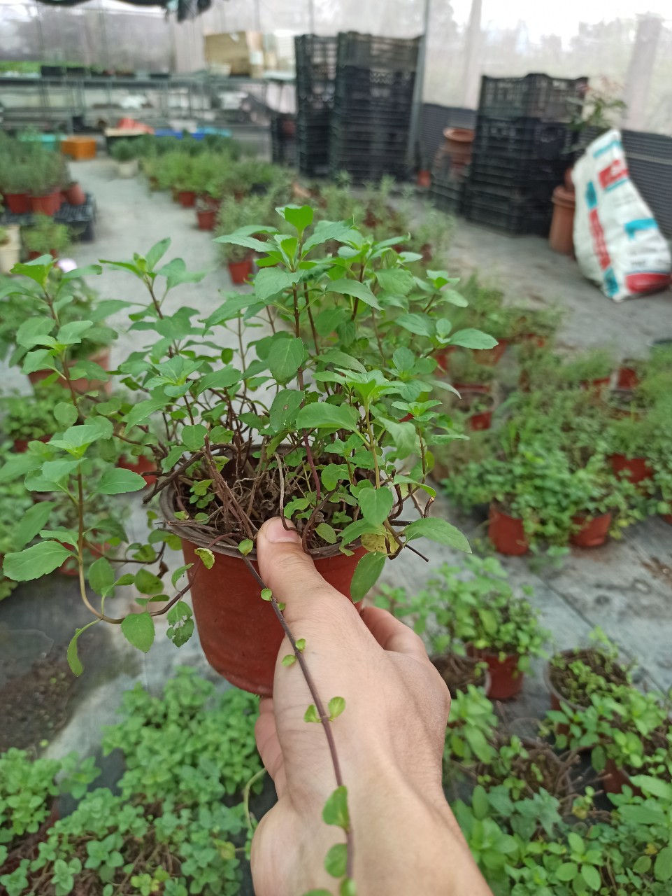 bạc hà pepermint