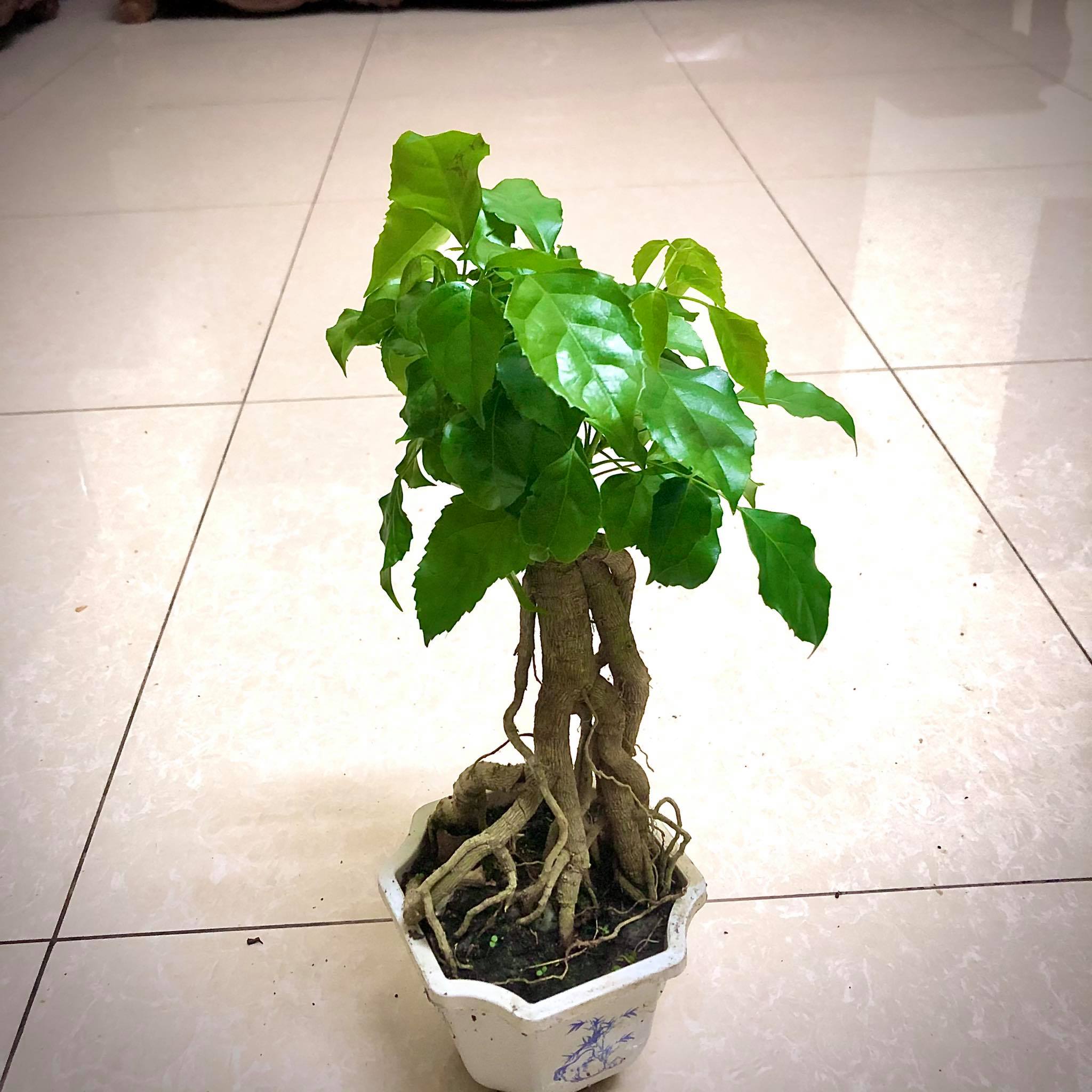 Cây hạnh phúc  Bonsai cao 25-30 cm