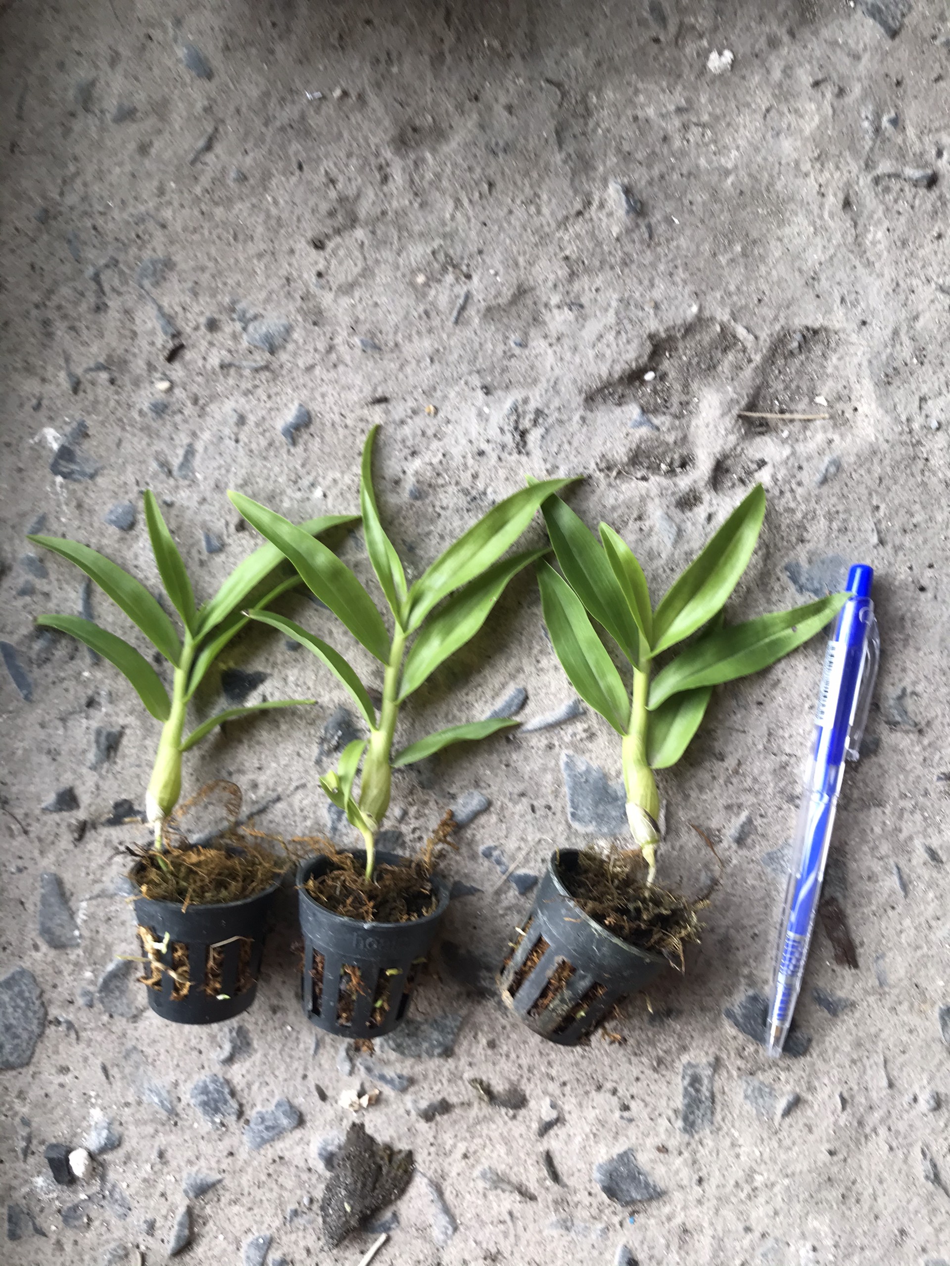 CÂY GIỐNG KÈN LAI CHÂU