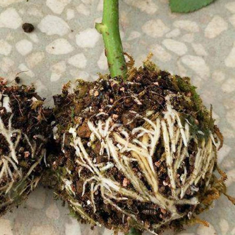 Kích thích ra rễ cực mạnh N3M 100g
