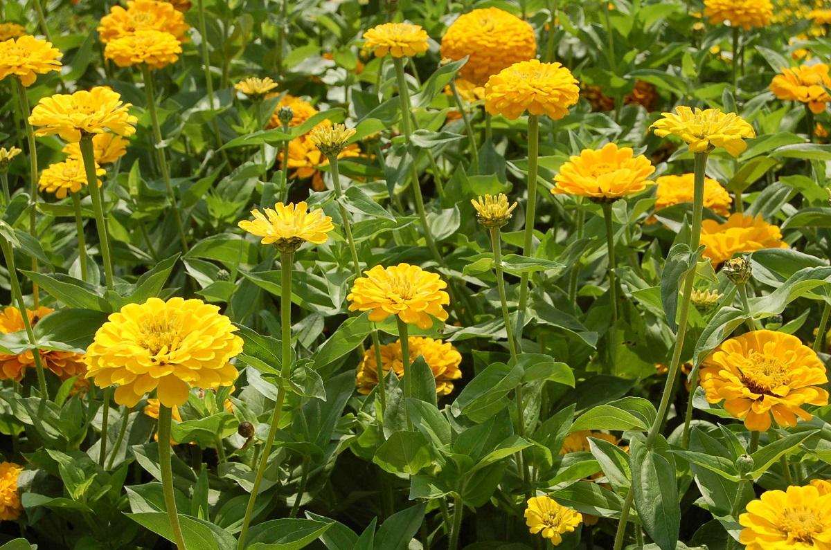 Hạt Giống Hoa Cúc Lá Nhám Kép Vàng Chanh (Cúc Zinnia) Chịu Nhiệt Tốt, Nhanh Ra Hoa