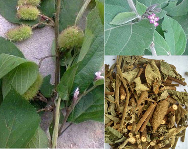 Cây an xoa hỗ trợ về gan 1kg
