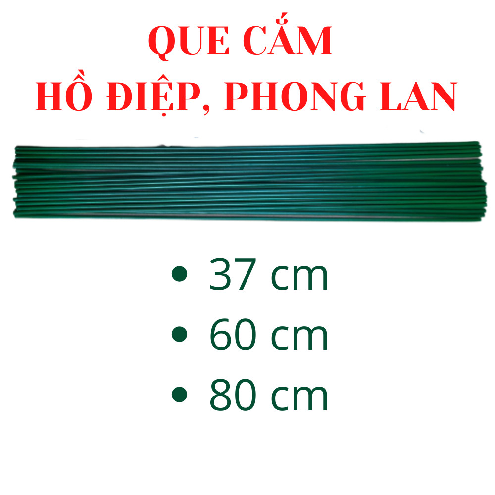 Que cắm lan-1kg 40cm