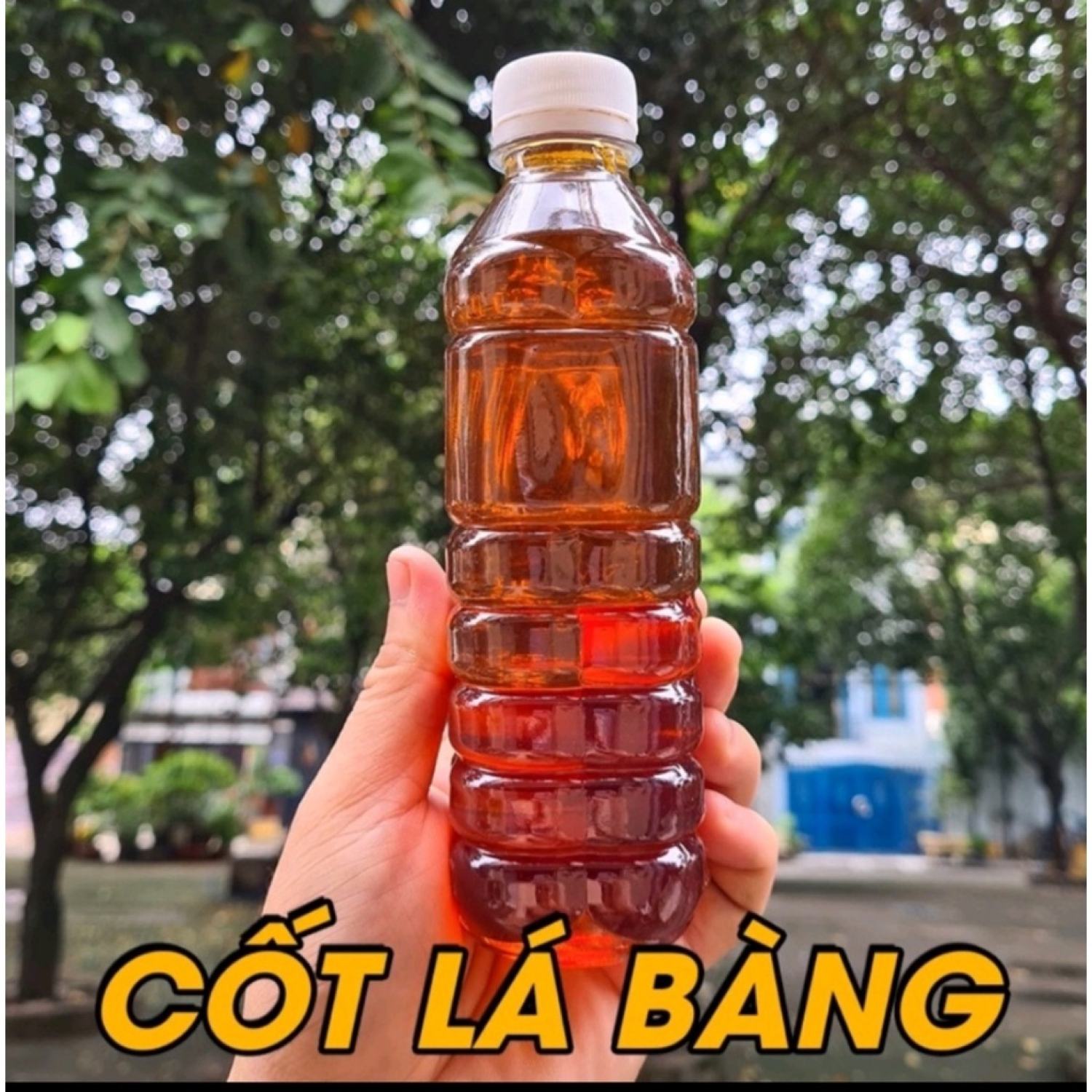 Nước cốt lá bàng - Thần dượᴄ của cá cảnh