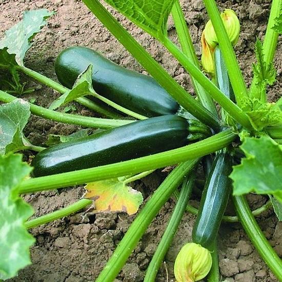 15 hạt giống bí ngòi xanh lên 98%