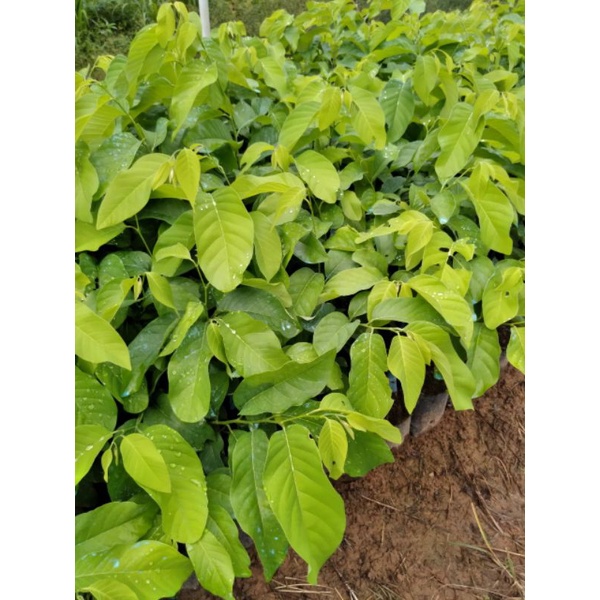 Mãng cầu Na Thái