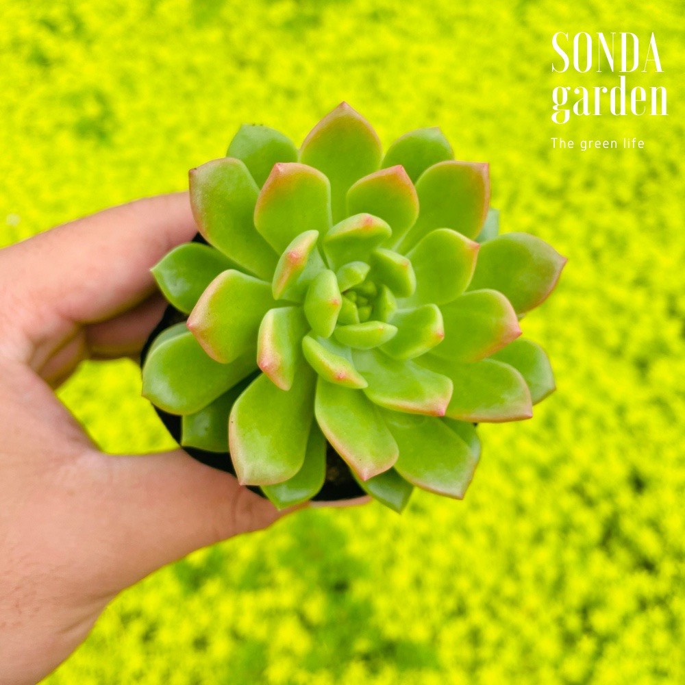 SEN ĐÁ MẶT TRỜI GIỐNG MỚI SIZE BÉ LỖI 1 ĐỔI 1