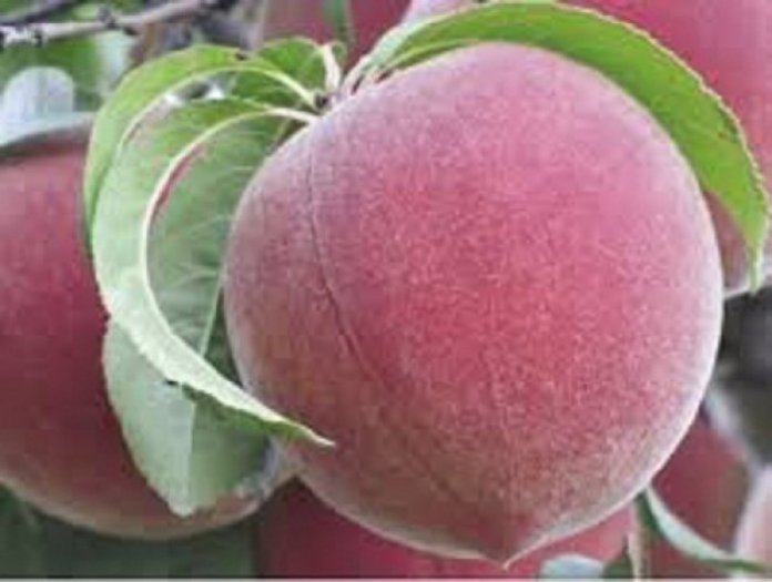 CÂY GIỐNG ĐÀO TRƠN LÒNG VÀNG MỸ