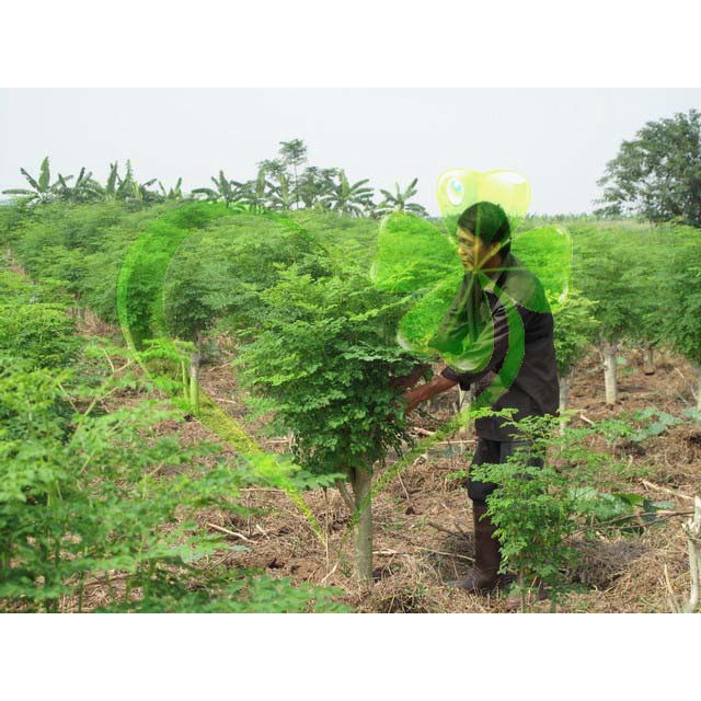 Hạt giống chùm ngây - gói 10 hạt