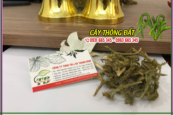 Cây Thông Đất Khô 1KG - Thảo Dược Thanh Bình