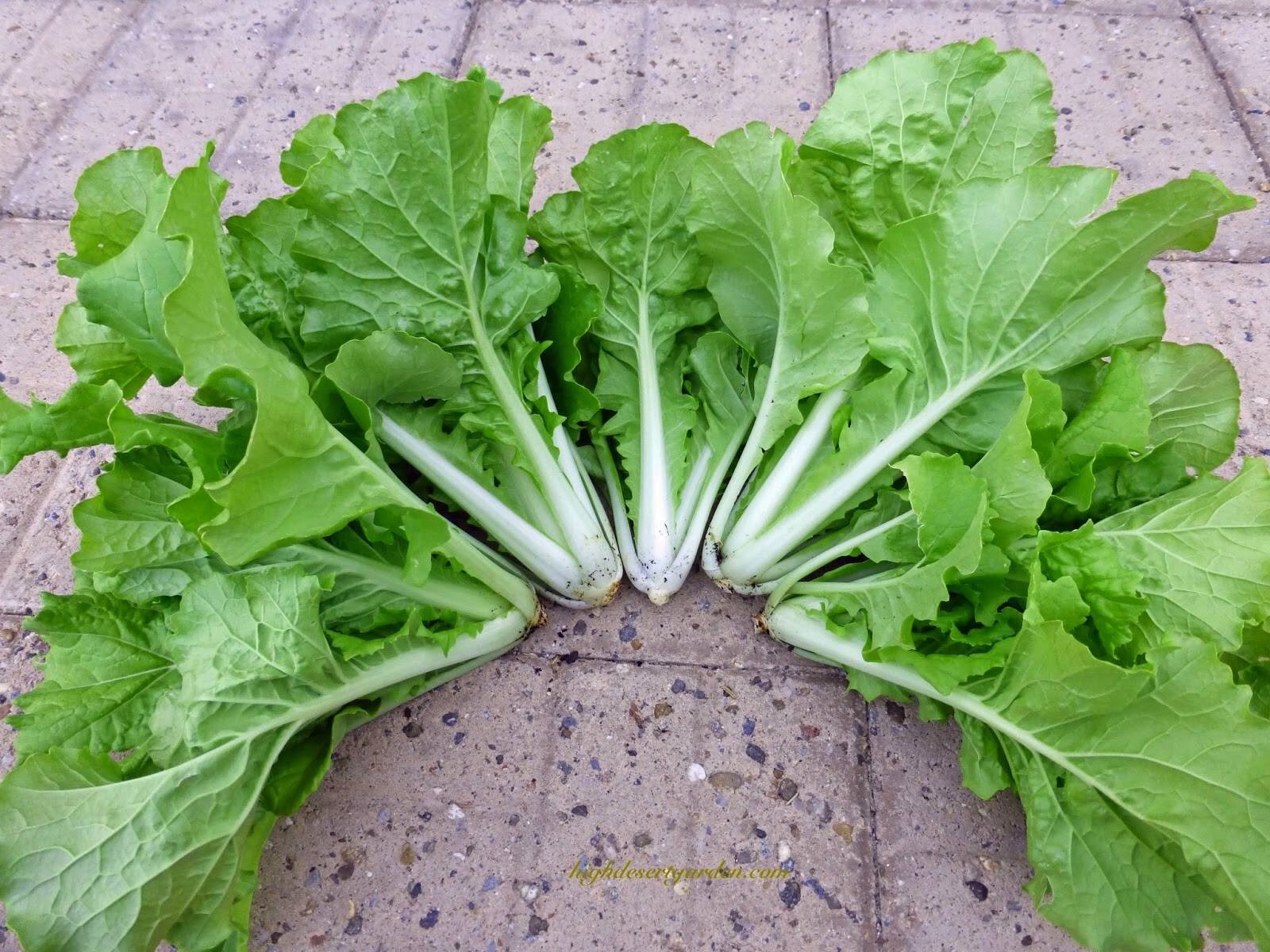 Cải bẹ dún KANSA (10g)