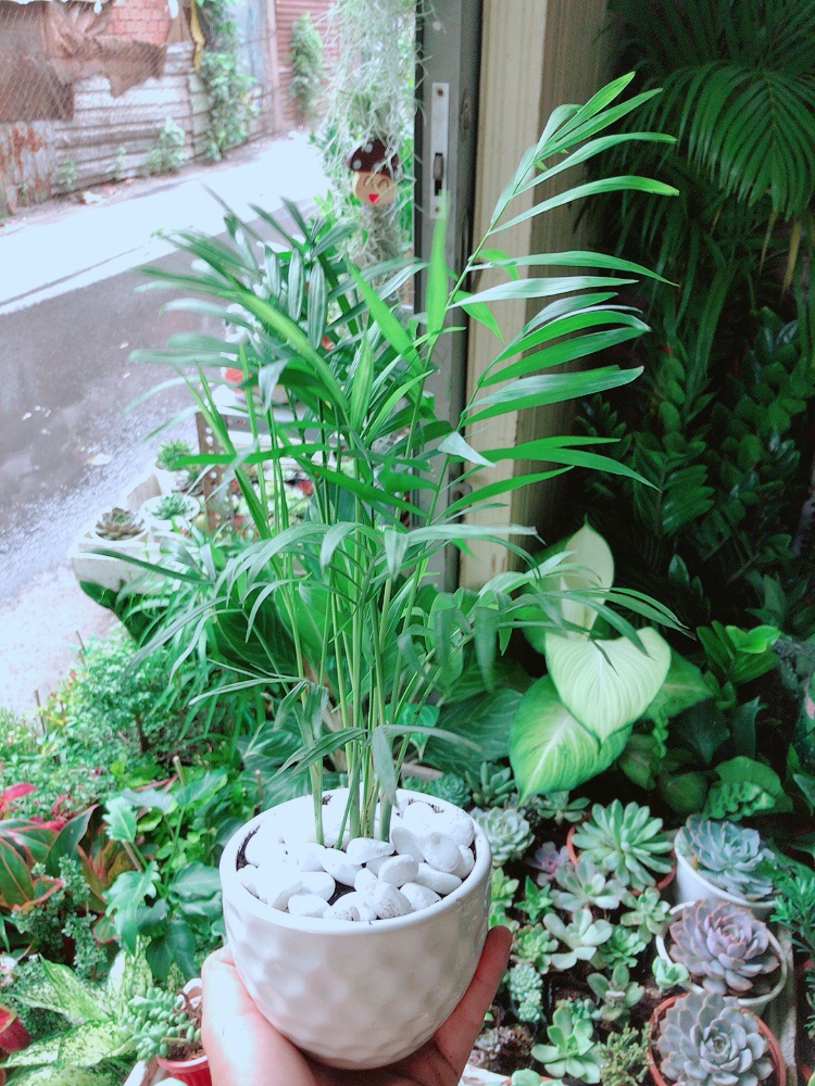 [HCM]Chậu Cây Cau Tiểu Trâm