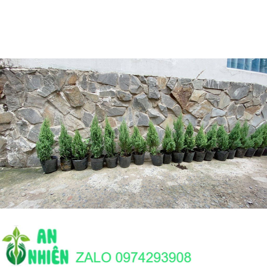 Cây Tùng Cao 40cm (Cây Sơn Tùng )